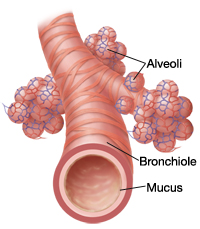 Anatomy of bronchiole and alveoli.
