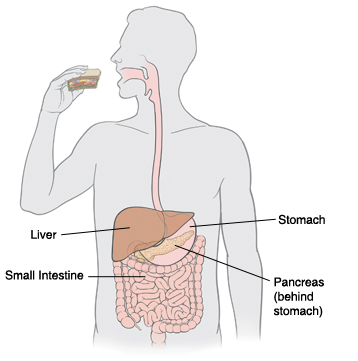 Outline of person eating sandwich showing liver, pancreas behind stomach, stomach, and small intestine. 